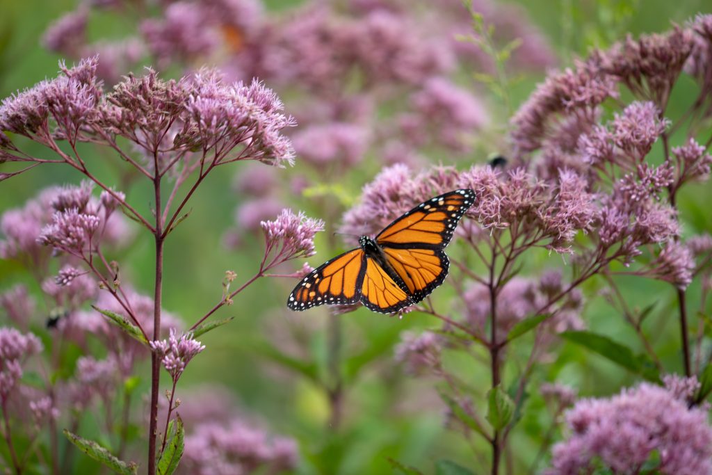 monarch on milkweed