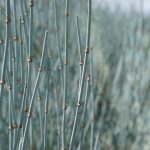 mormon tea plant background texture