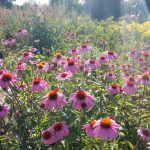 purple cone flowers in garden