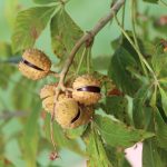 Horse Chestnut