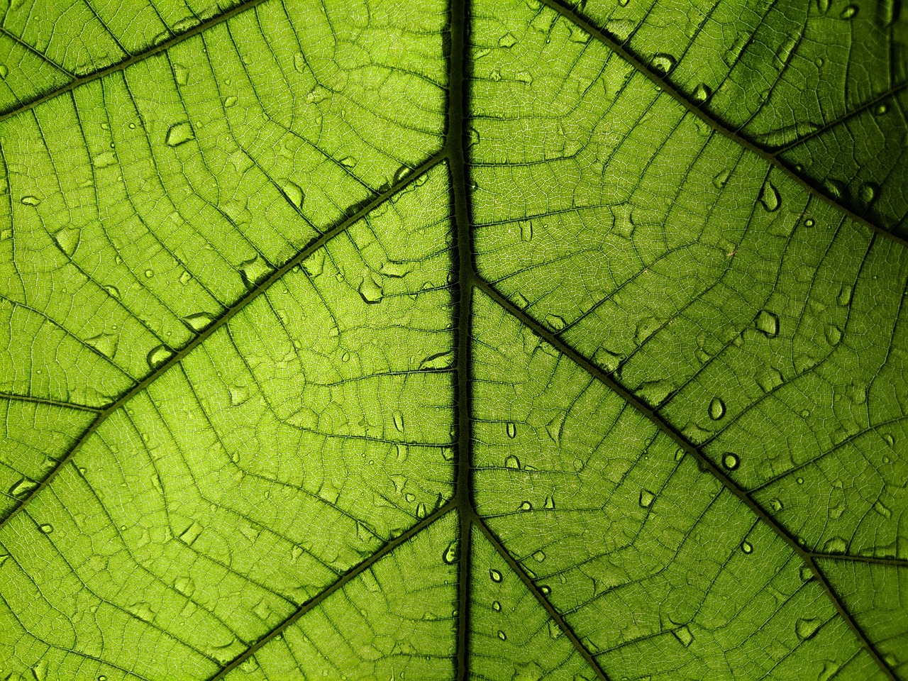 Close-up picture of green backlit leaf showing veins.