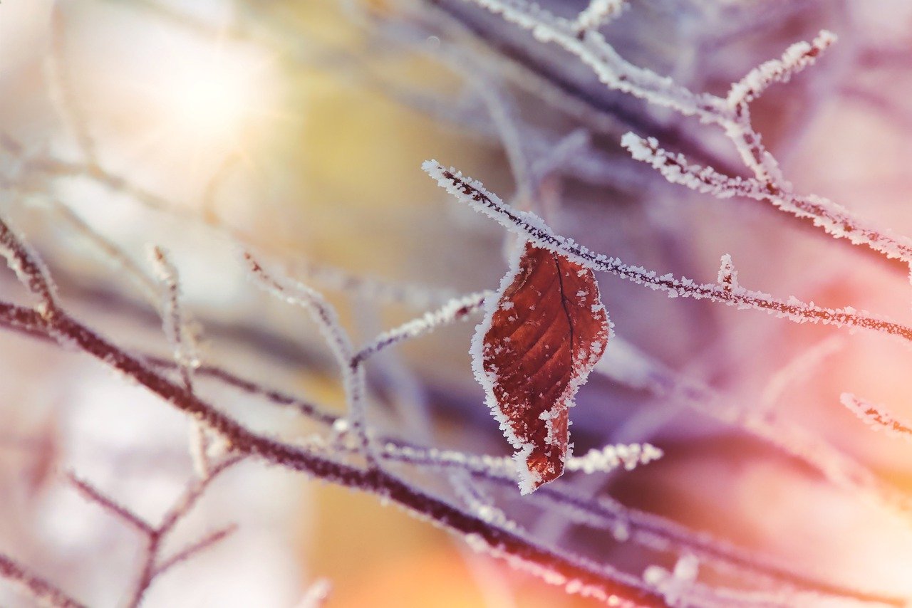 Red leaf hanging on bare branches covered in frost.