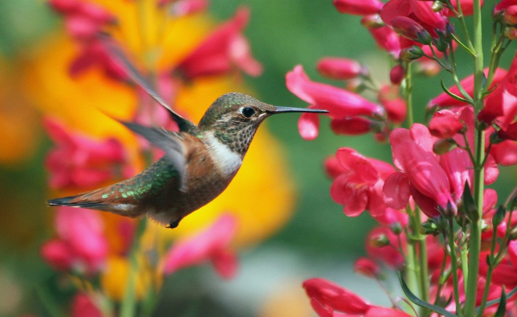 hummingbird