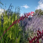 Red and purple flowers with green grass in the background