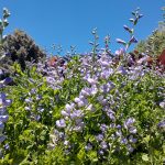 garden flowers in the wind