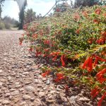 California Fuschia