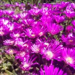 Ice Plant